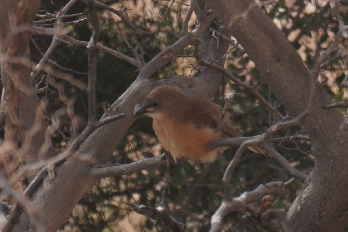 Fulvous Chatterer - ML644228467