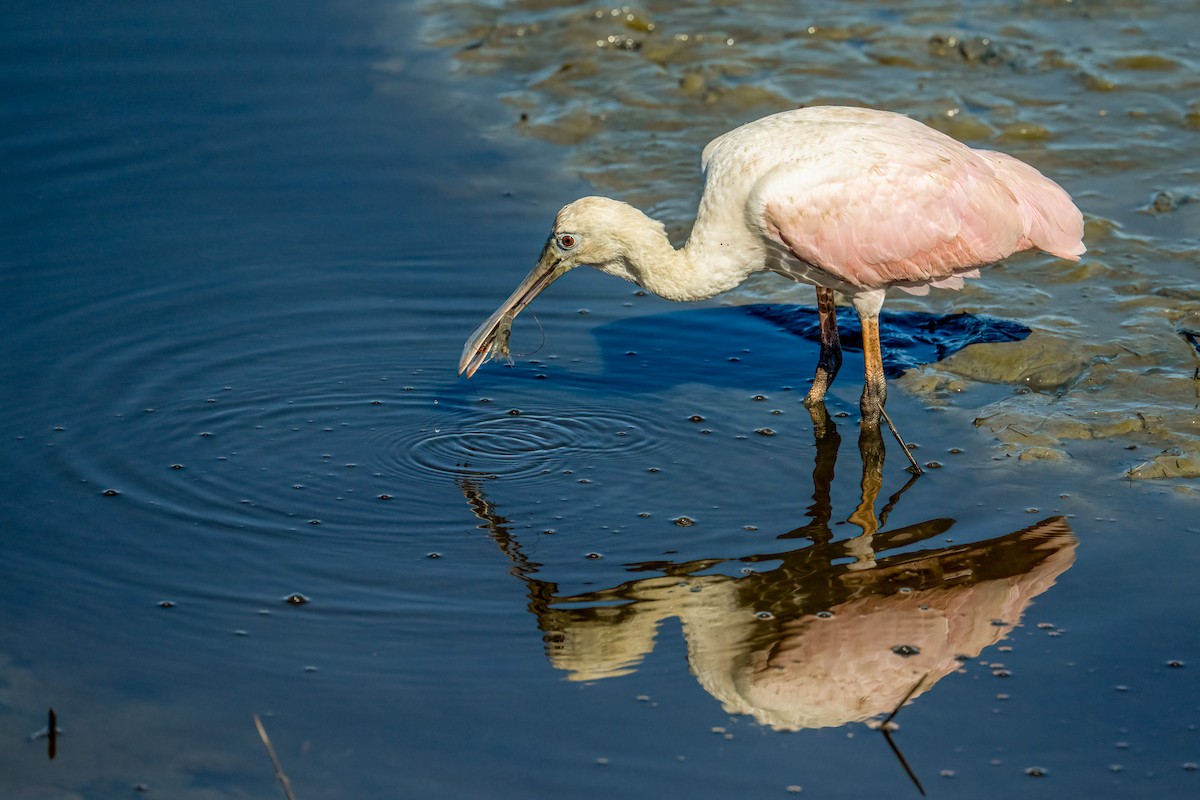 Roseate Spoonbill - ML644228472