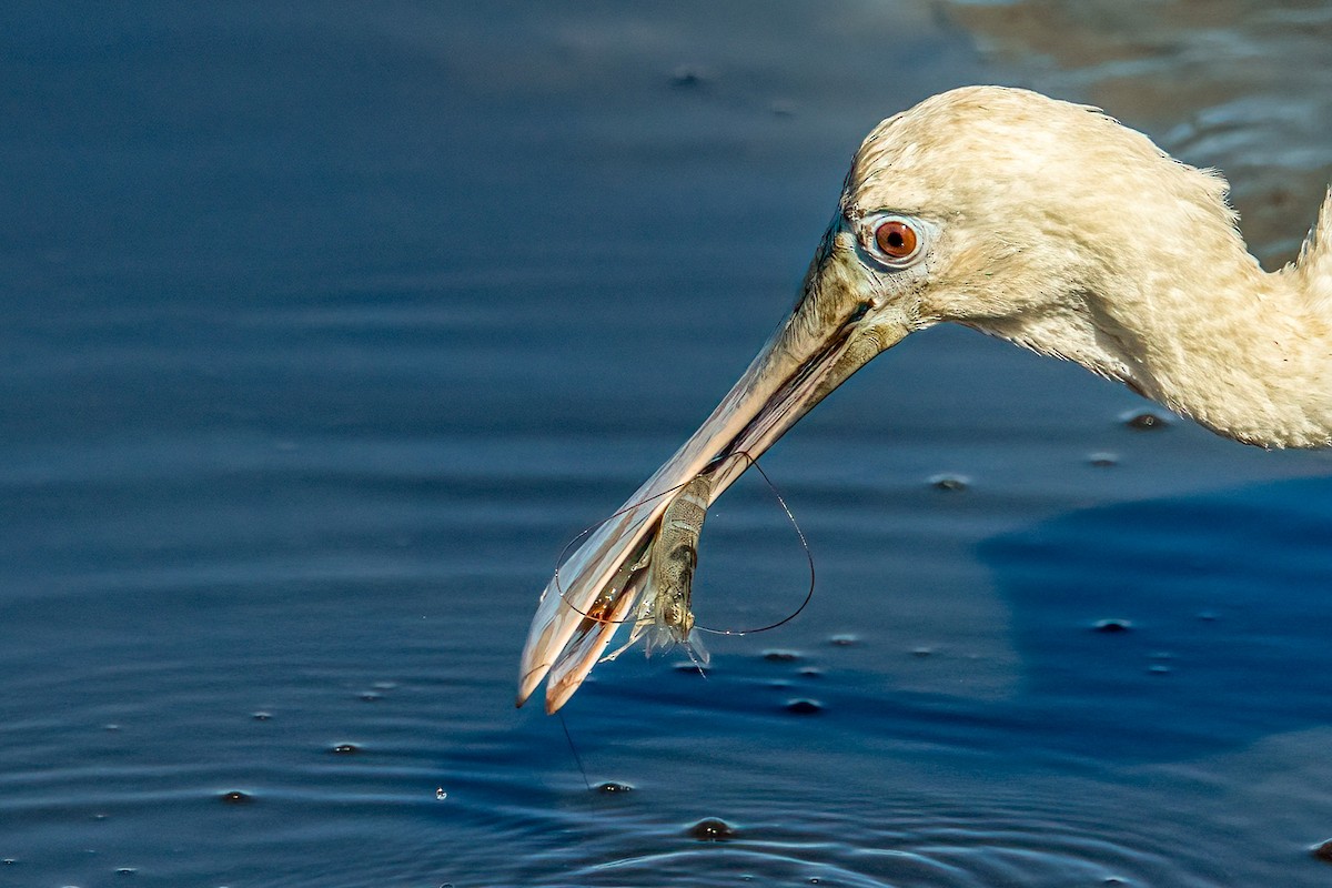 Roseate Spoonbill - ML644228473