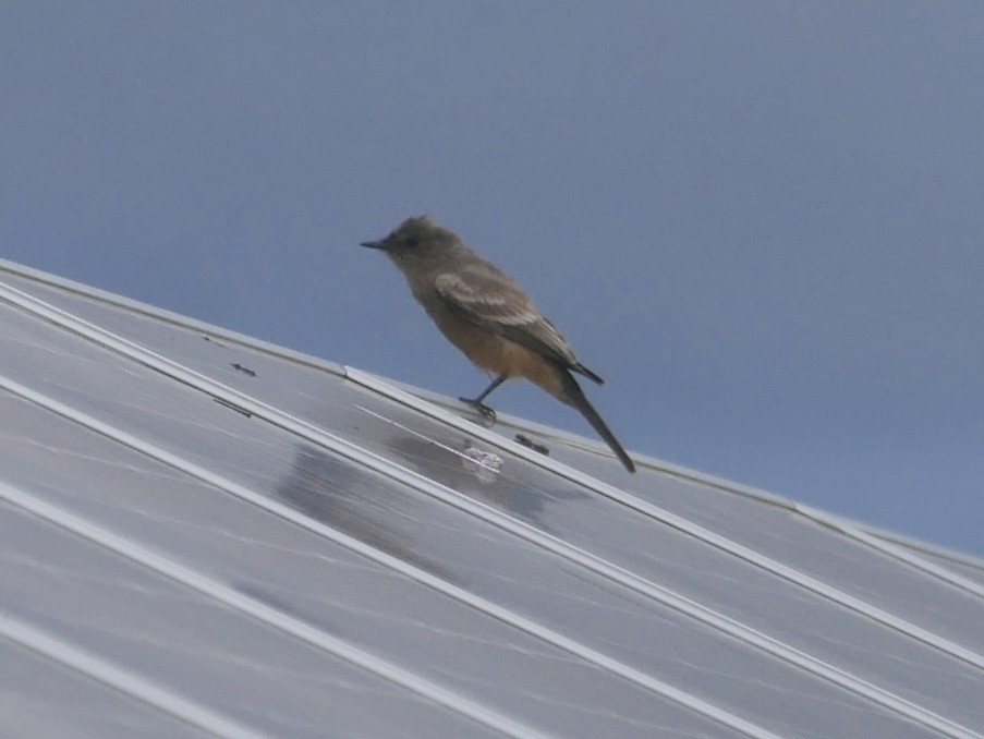 Say's Phoebe - ML644228474