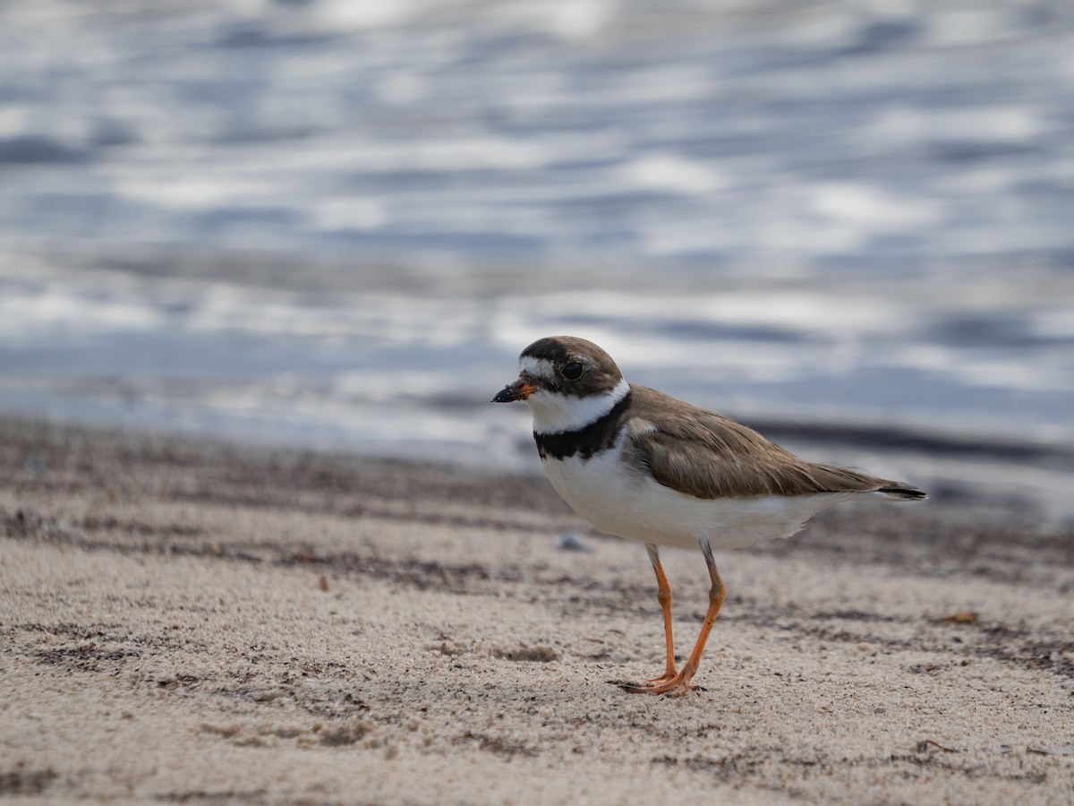 Semipalmated Plover - ML644228475