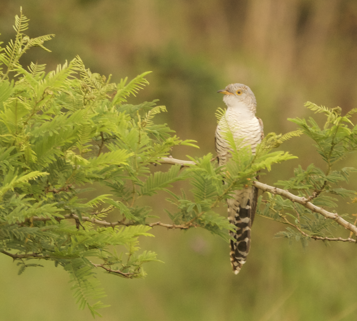 African Cuckoo - ML644228477