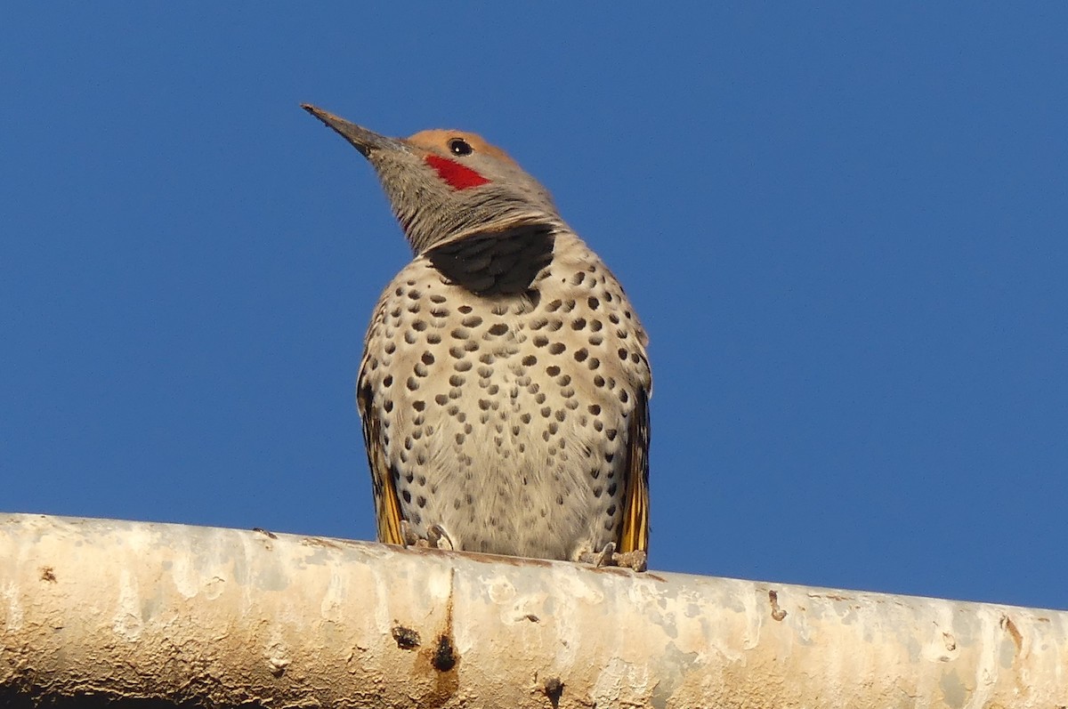 Gilded Flicker - ML644228478