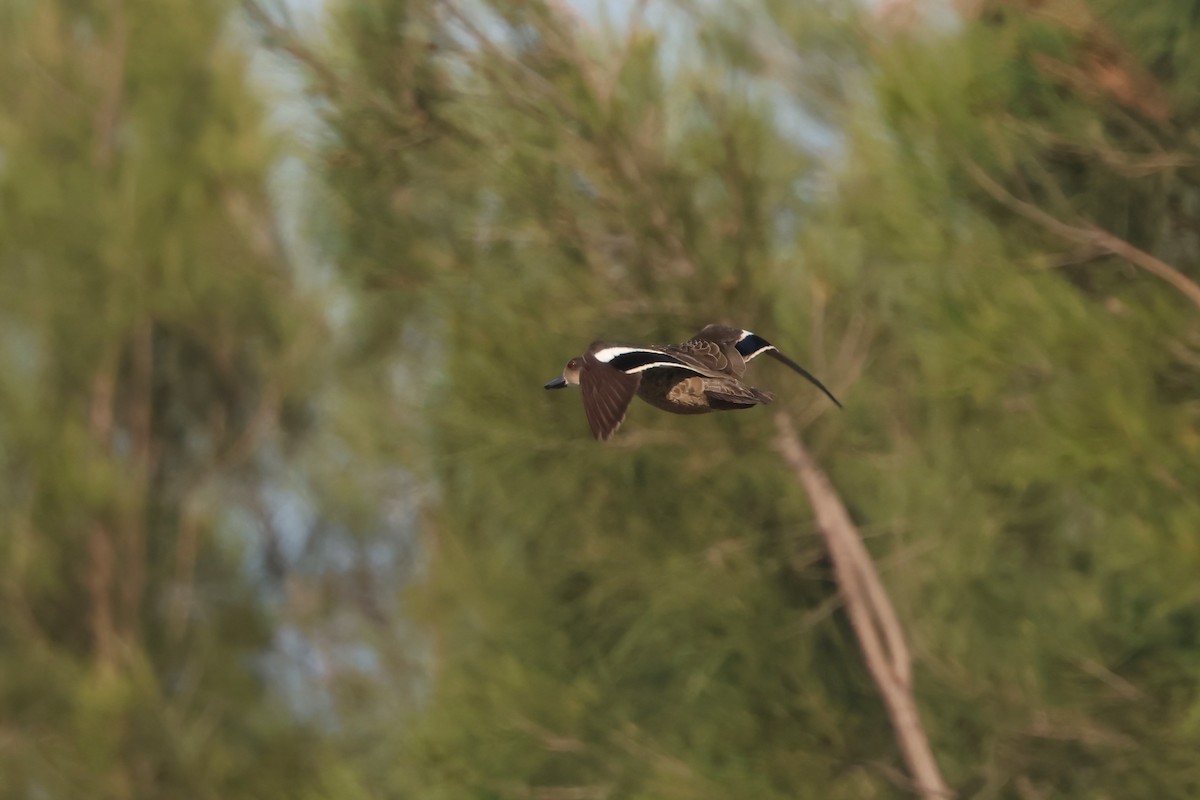 Zertzeta grisa - ML644228480