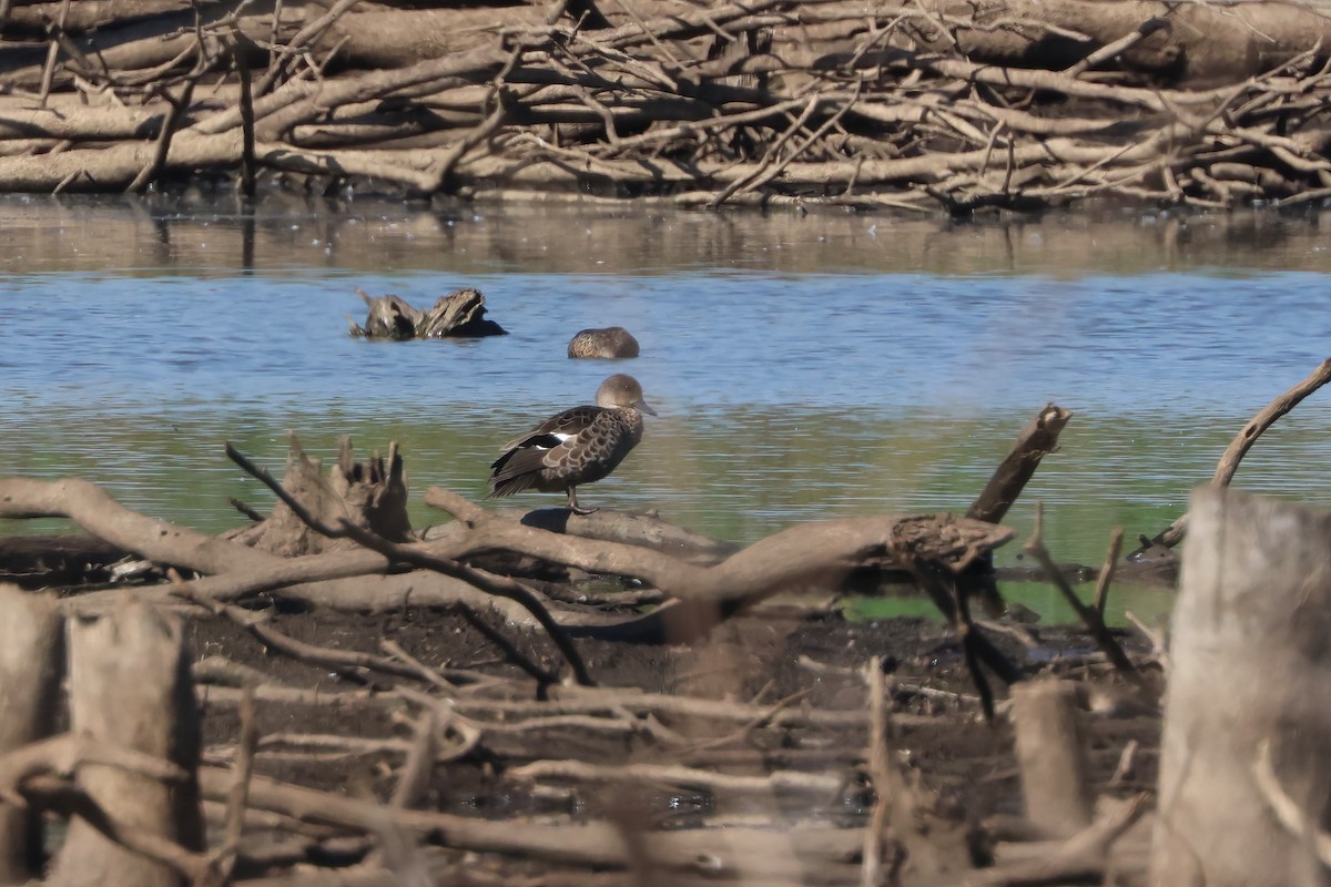 Zertzeta grisa - ML644228481