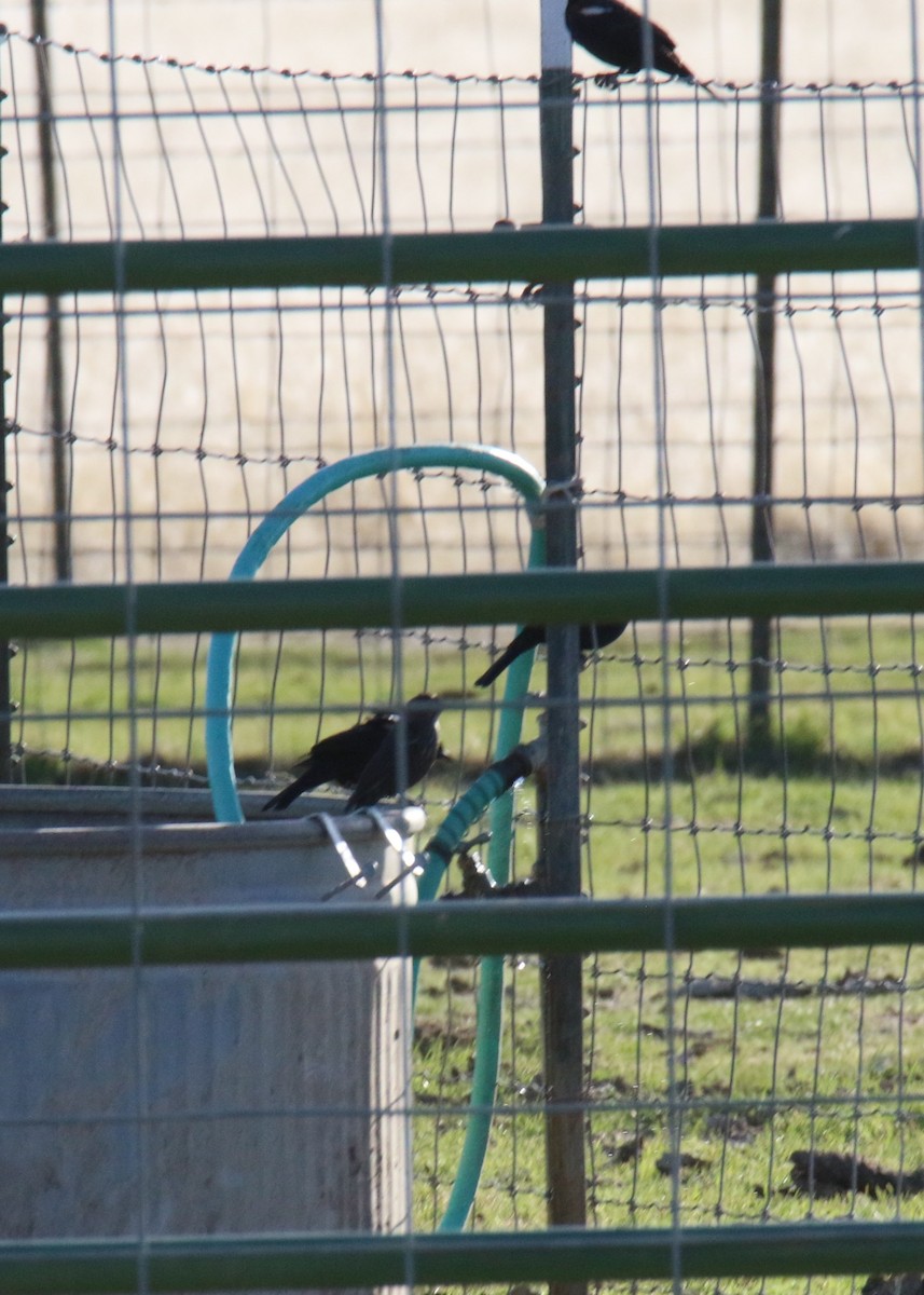 Tricolored Blackbird - ML644228496
