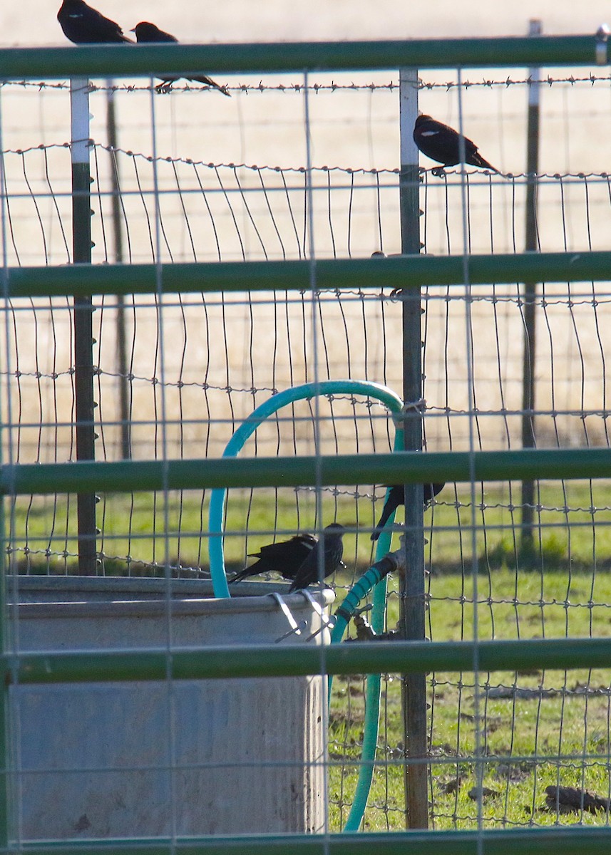 Tricolored Blackbird - ML644228497