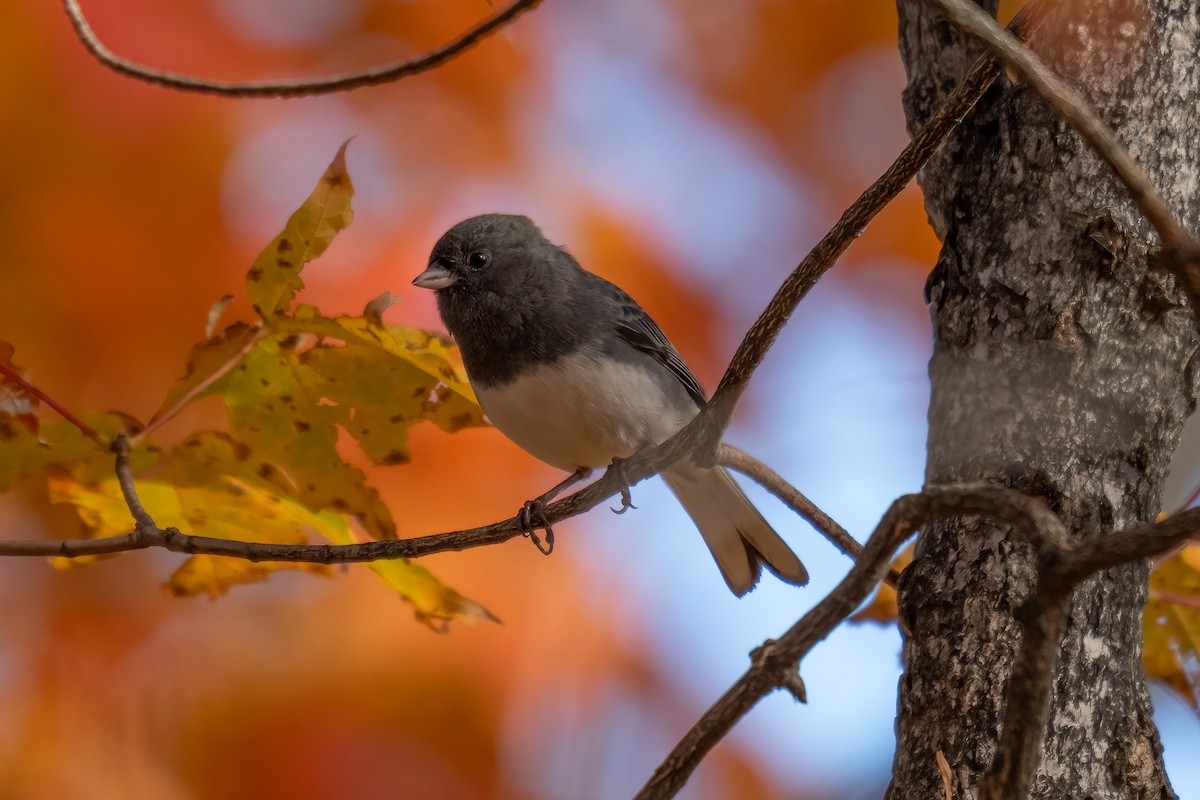 Dark-eyed Junco - ML644228515
