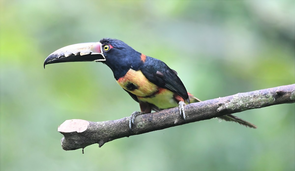 Kuşaklı/Soluk Gagalı Arasari - ML644228516