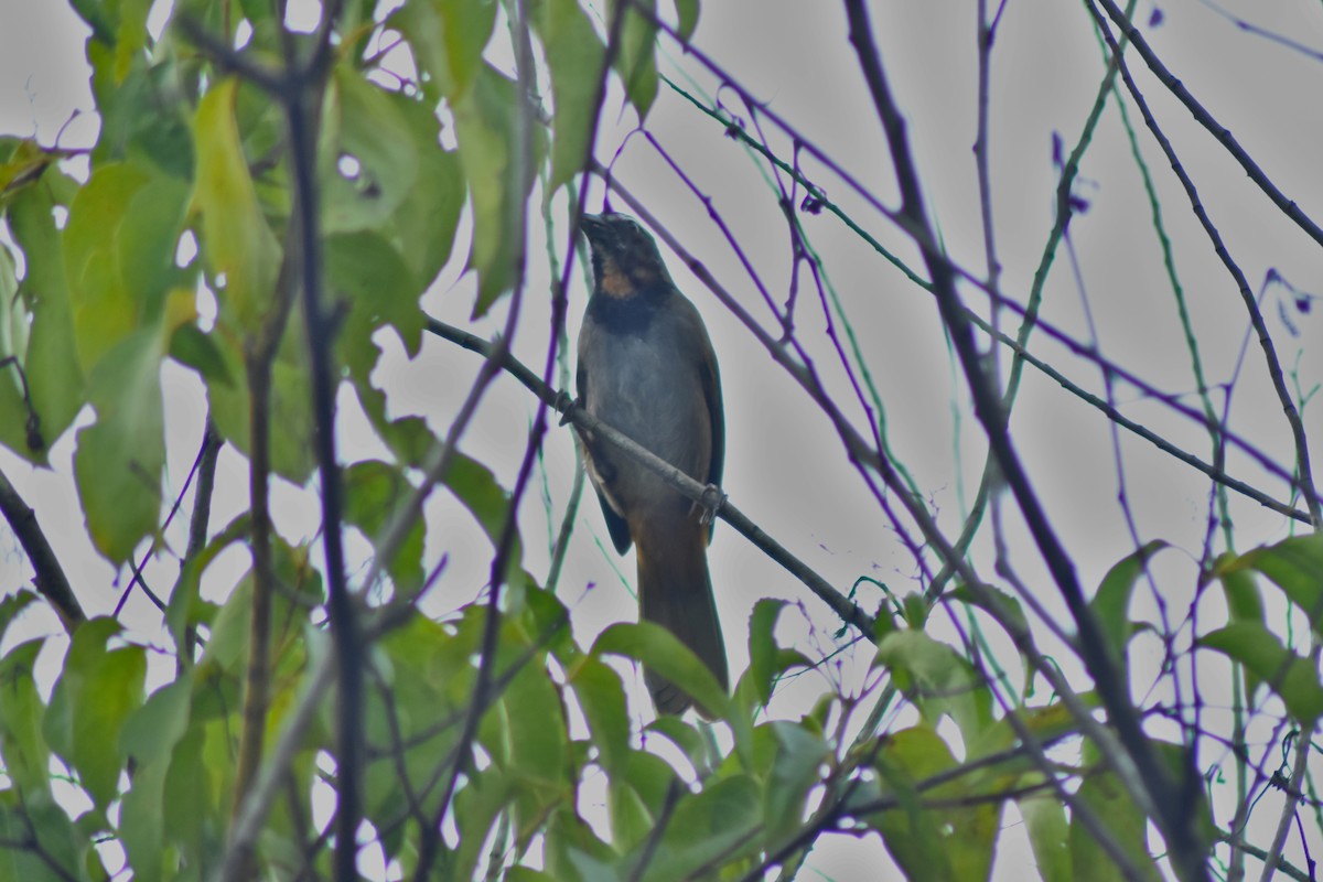 Buff-throated Saltator - ML644228518
