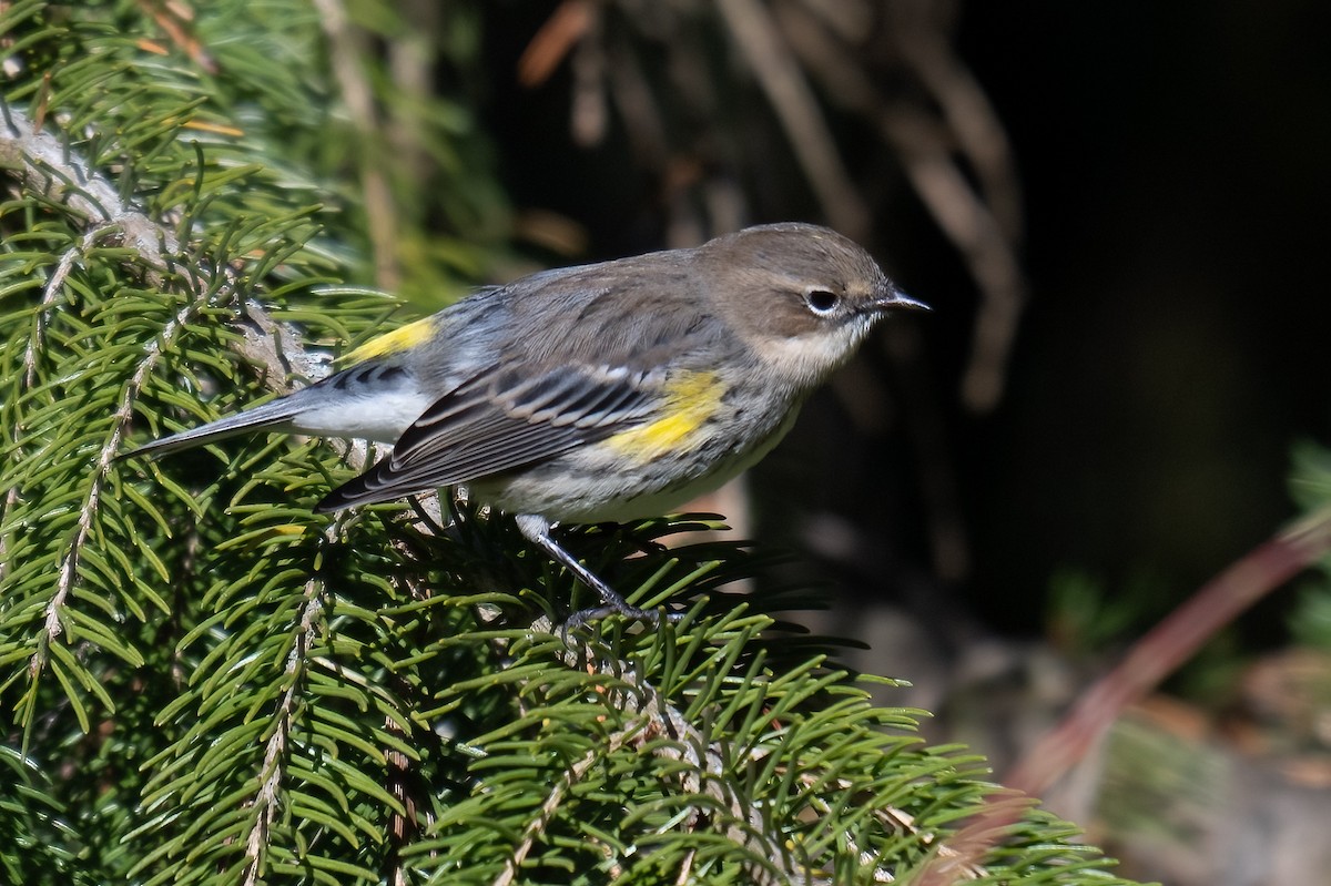Yellow-rumped Warbler - ML644228525