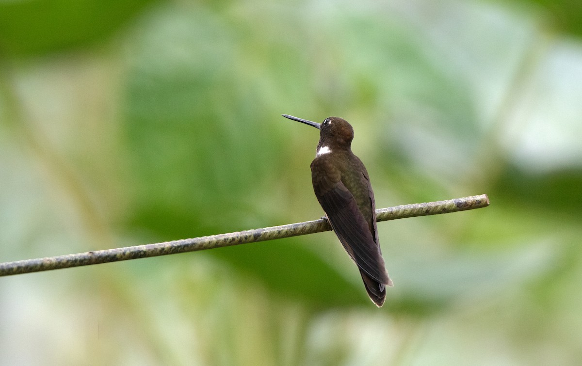 Brown Inca - ML644228526