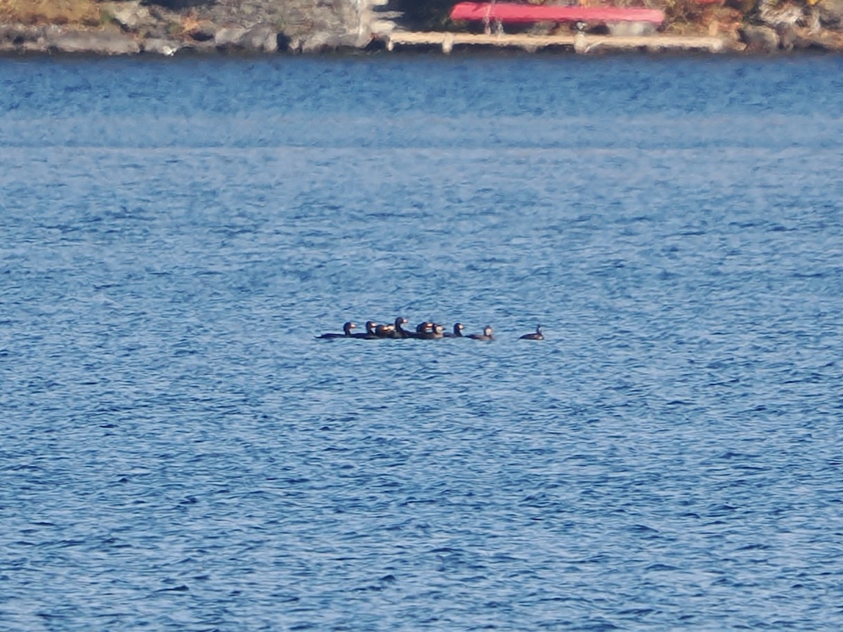 Pazifiktrauerente - ML644228528