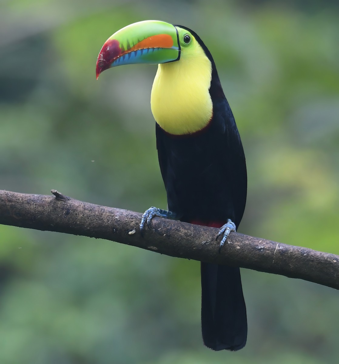tukan středoamerický - ML644228530