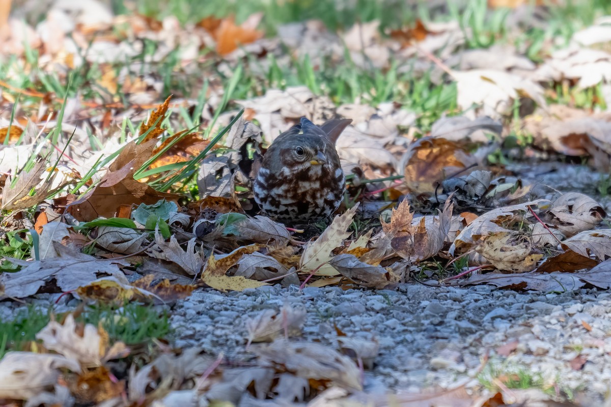 Fox Sparrow - ML644228532