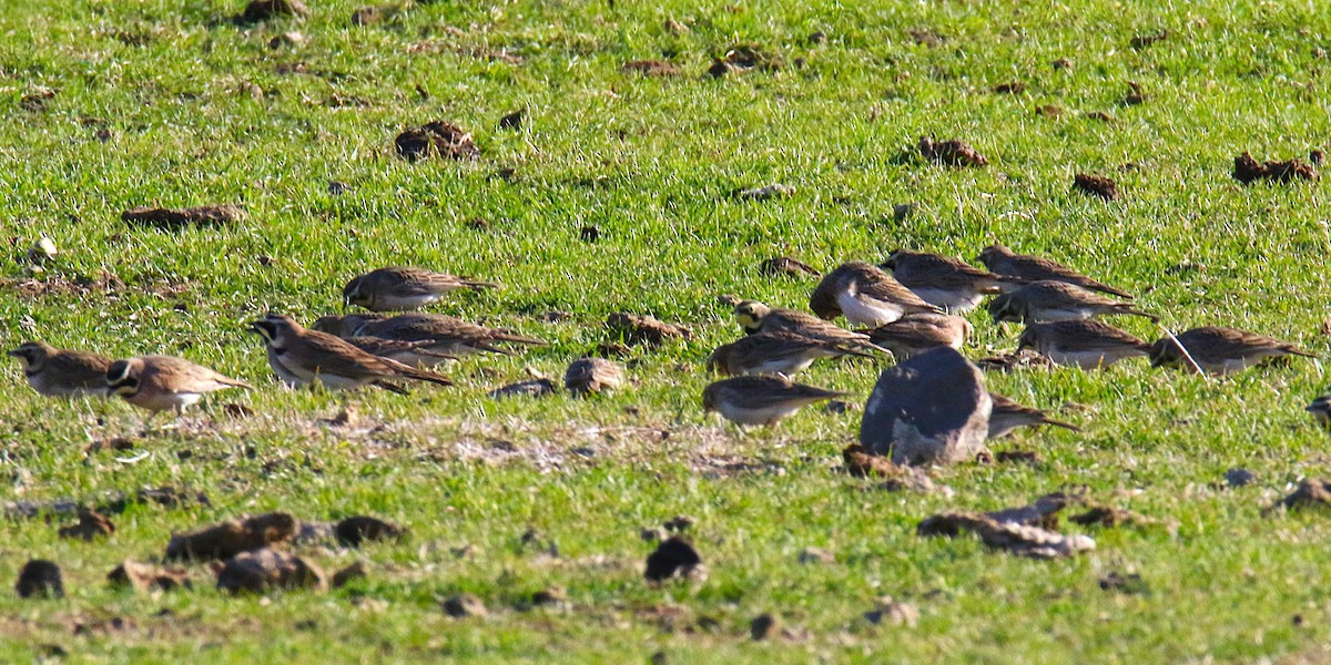 skřivan ouškatý - ML644228534