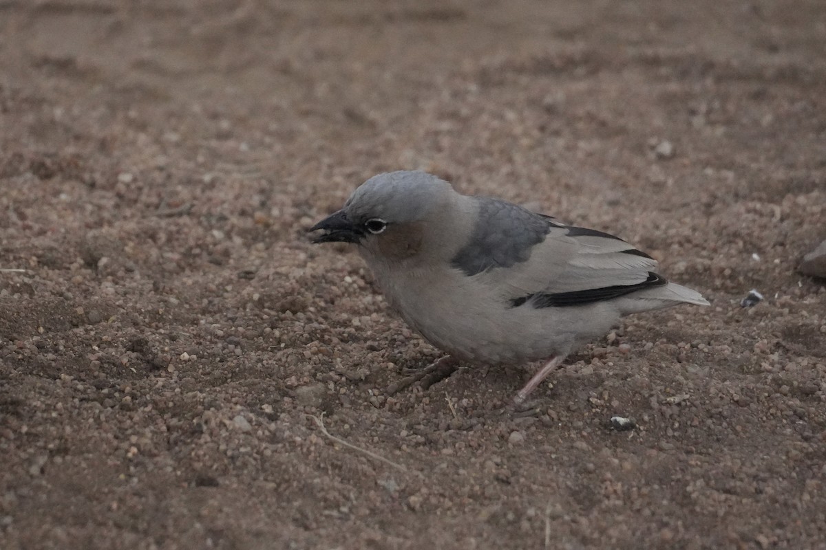 Gray-capped Social-Weaver - ML644228545