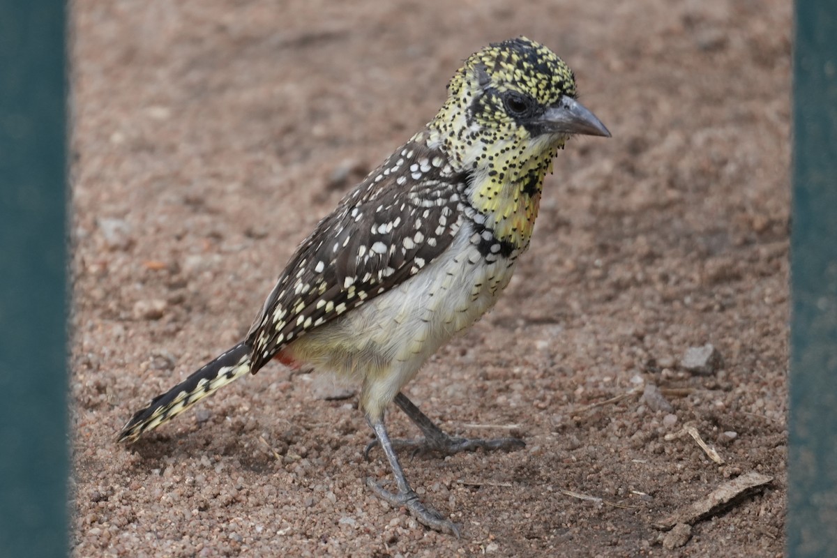 småperleskjeggfugl - ML644228546