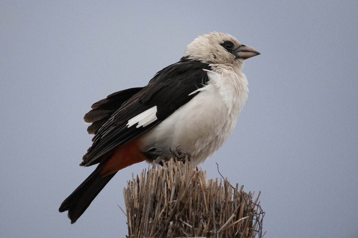 Alecto à tête blanche - ML644228548