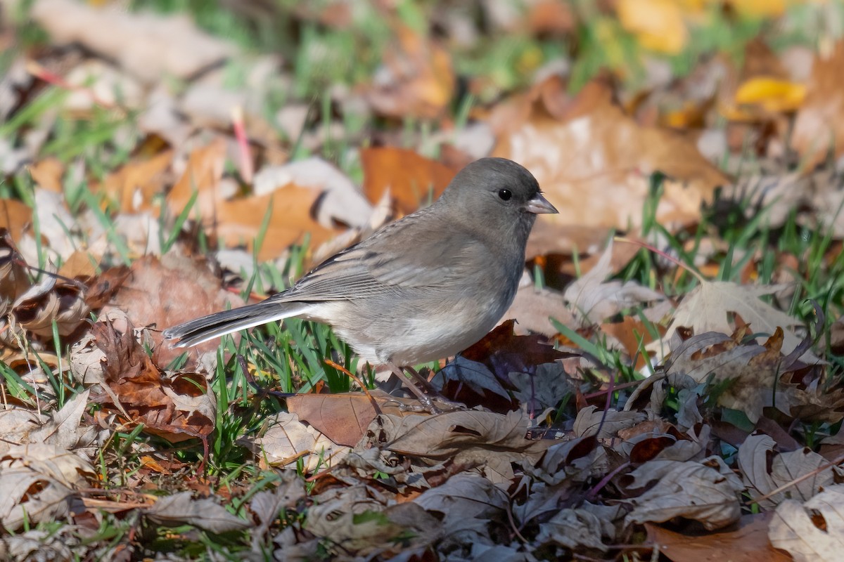 Dark-eyed Junco - ML644228549