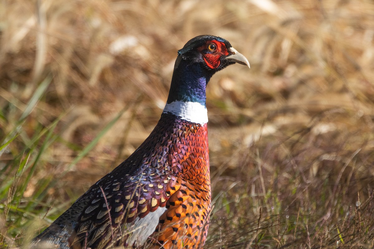 Ring-necked Pheasant - ML644228550