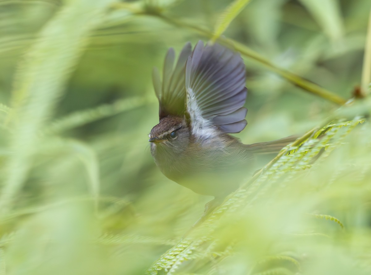 Aberrant Bush Warbler - ML644228560