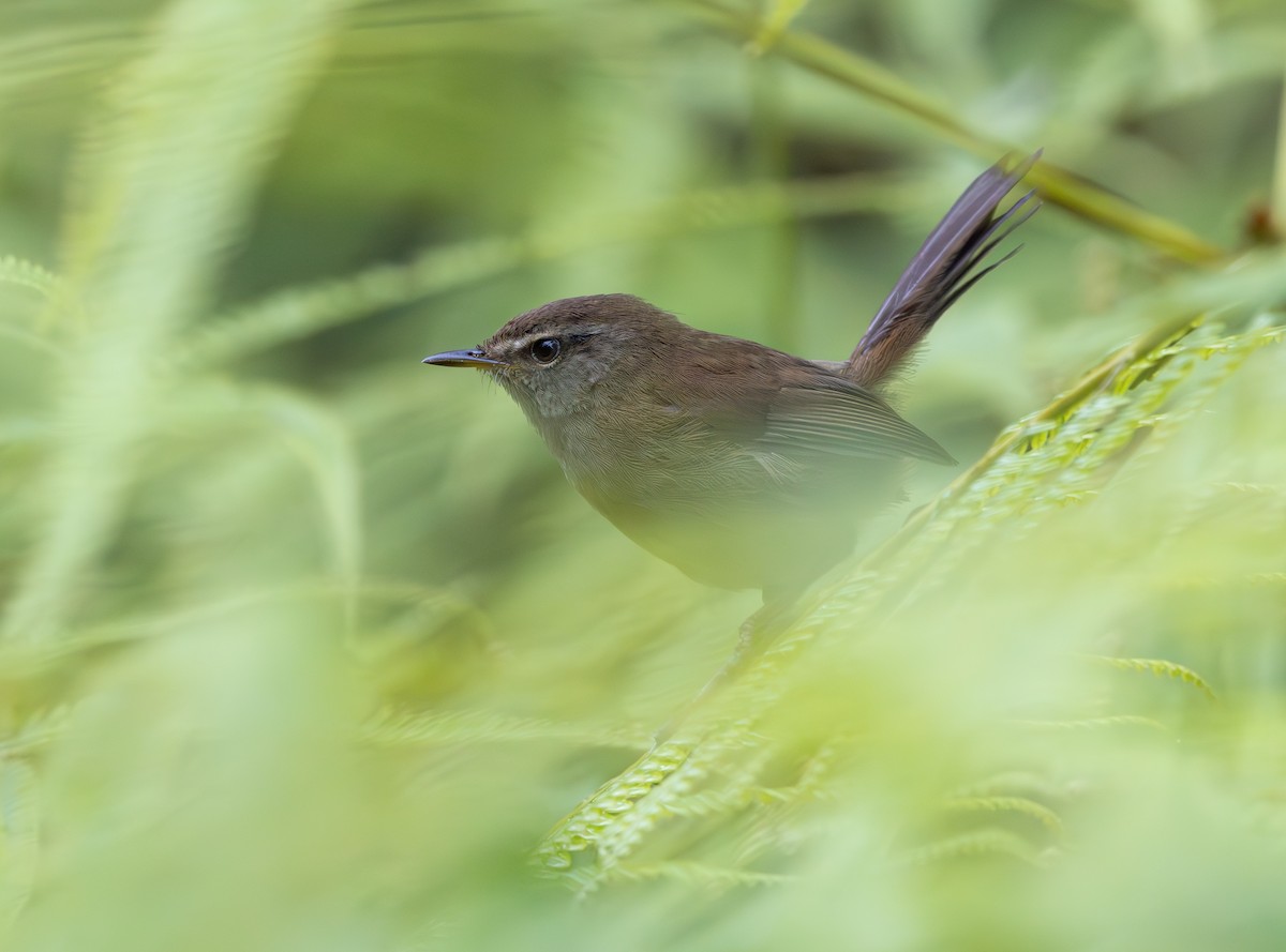 Aberrant Bush Warbler - ML644228561
