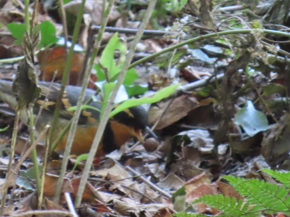 drozd pruhokřídlý - ML644228567