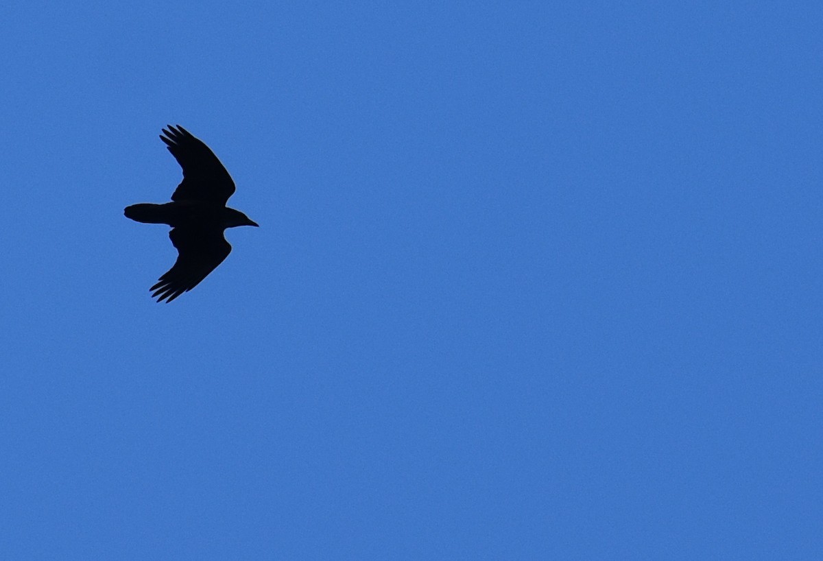 Grand Corbeau - ML644228568