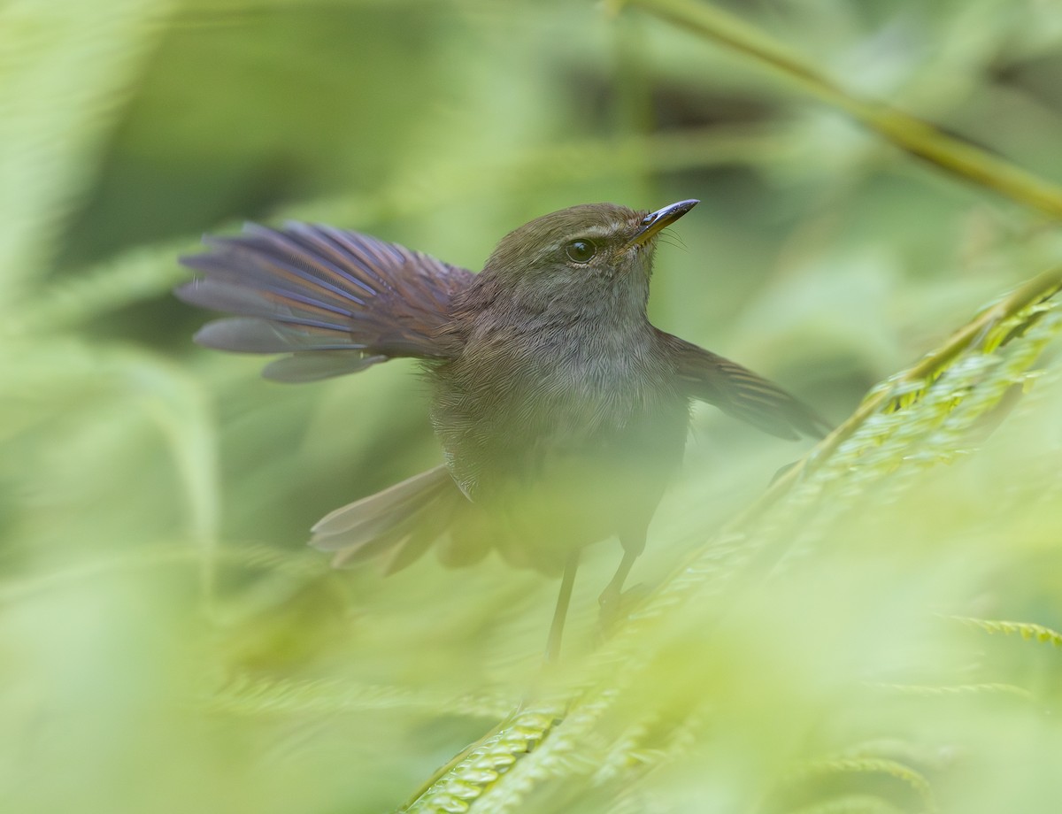 Aberrant Bush Warbler - ML644228570