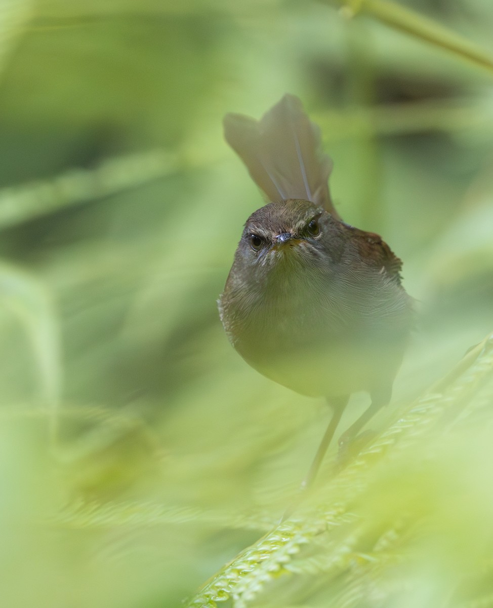 Aberrant Bush Warbler - ML644228571