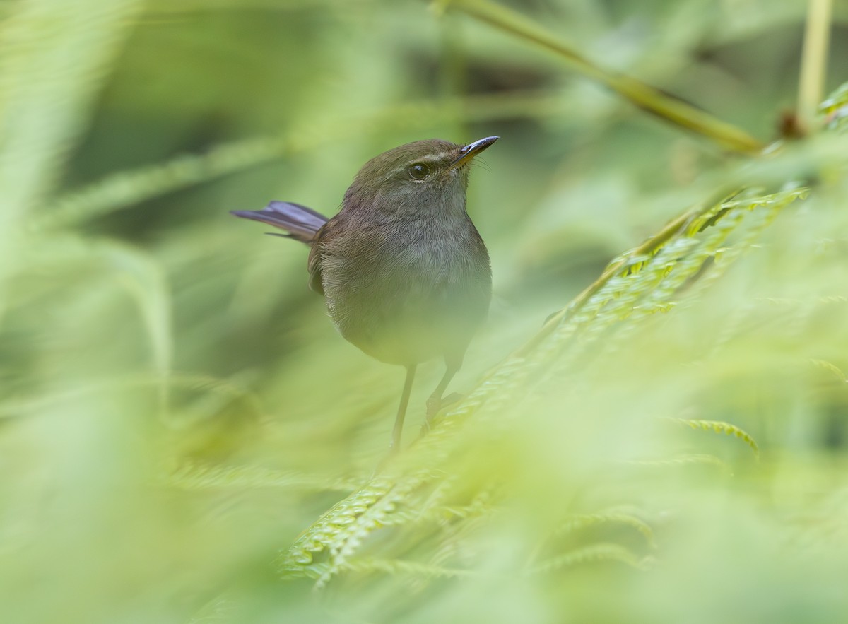 Aberrant Bush Warbler - ML644228572