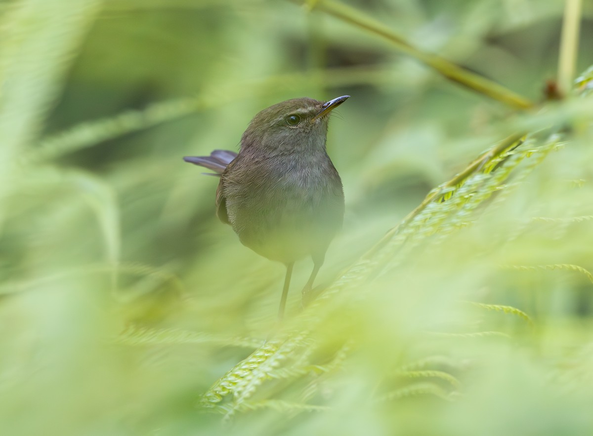 Aberrant Bush Warbler - ML644228573
