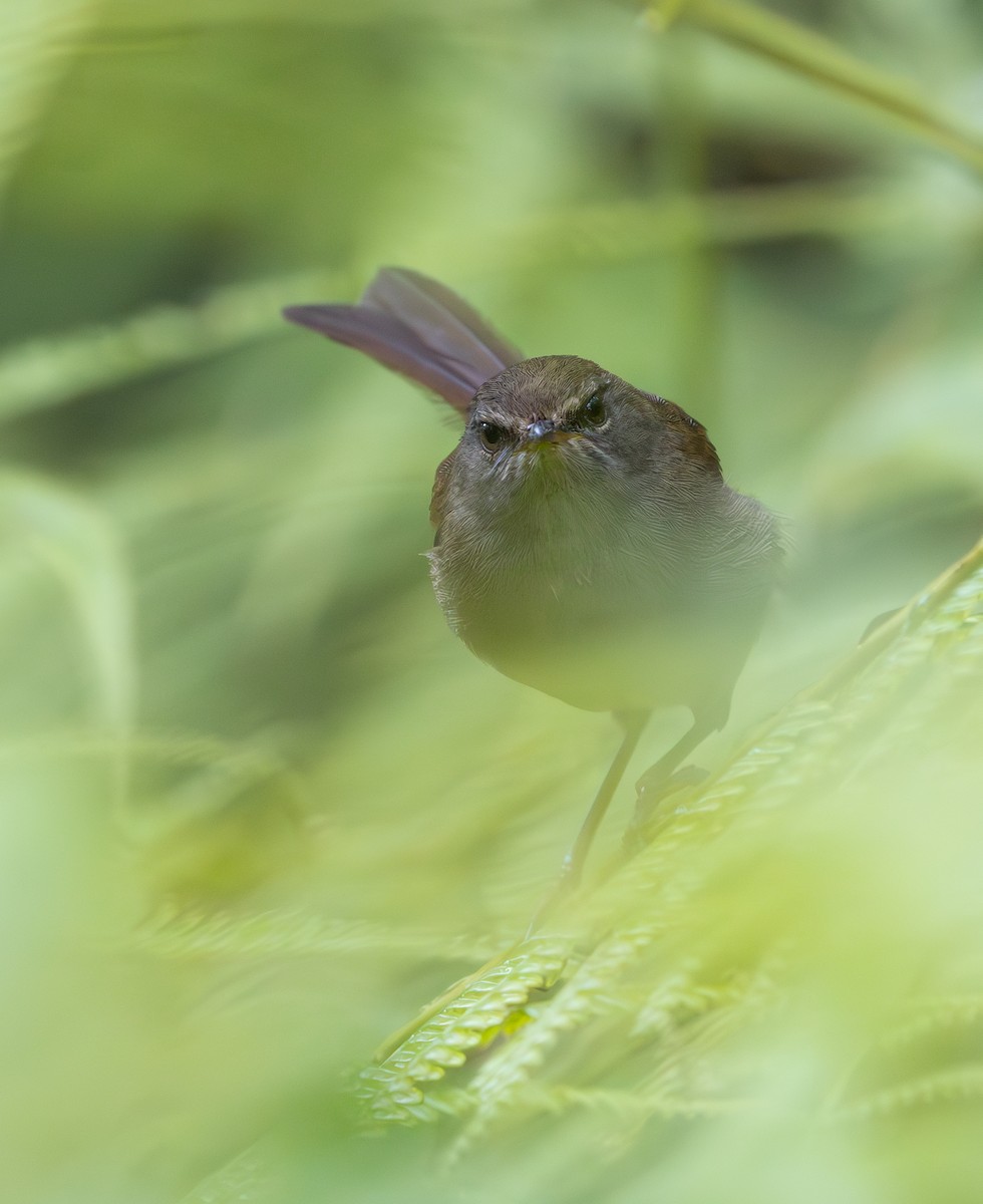 Aberrant Bush Warbler - ML644228574
