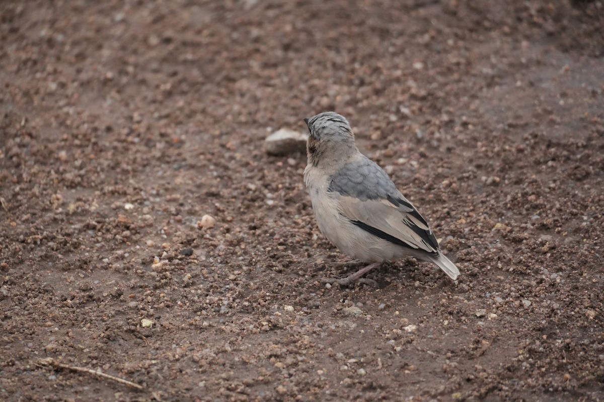 Gray-capped Social-Weaver - ML644228580