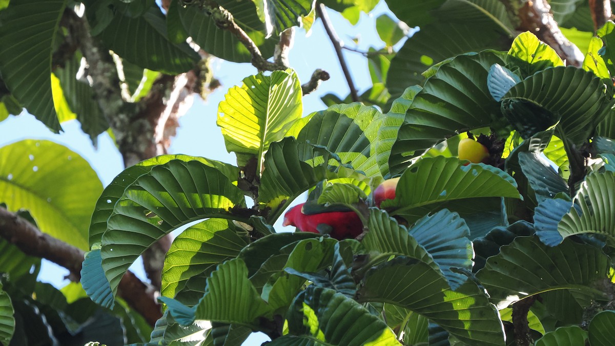 Chattering Lory - ML644228581