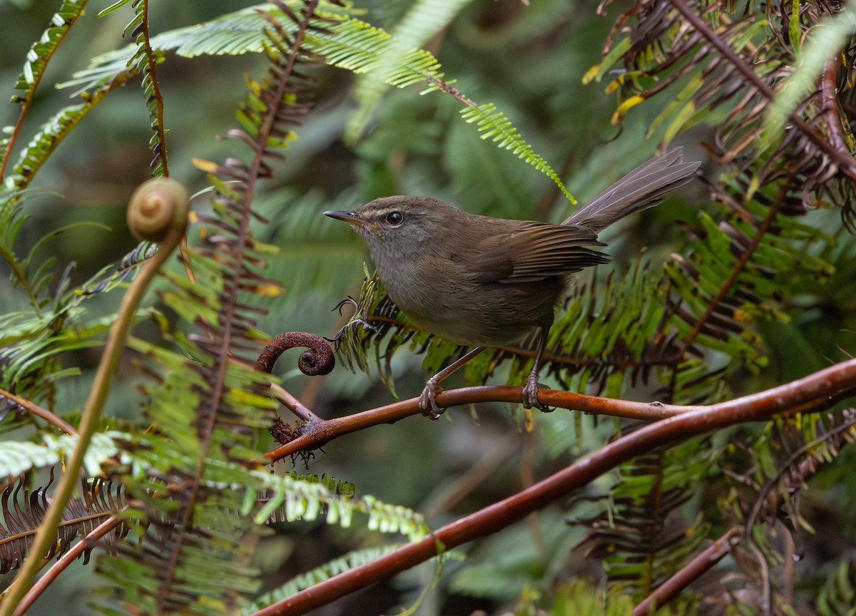 Aberrant Bush Warbler - ML644228588