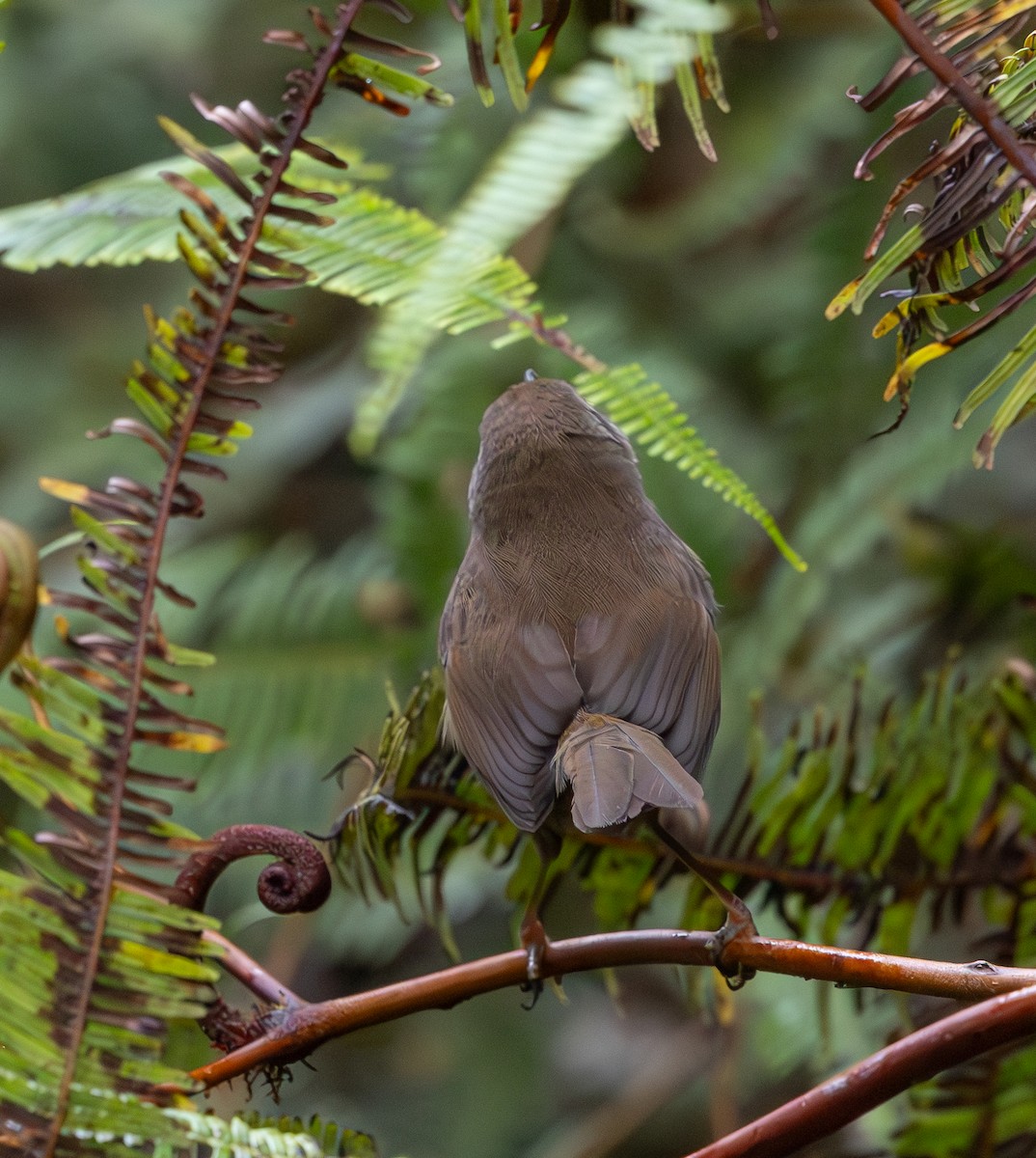 Aberrant Bush Warbler - ML644228605