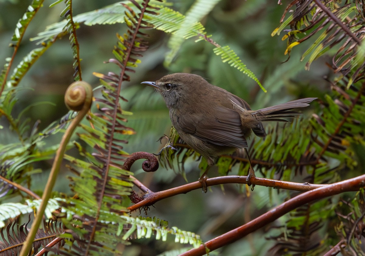 Aberrant Bush Warbler - ML644228606