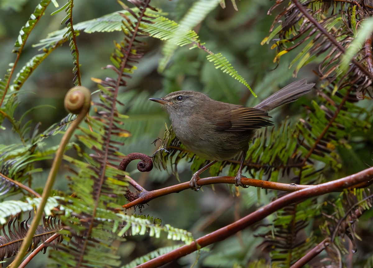 Aberrant Bush Warbler - ML644228607