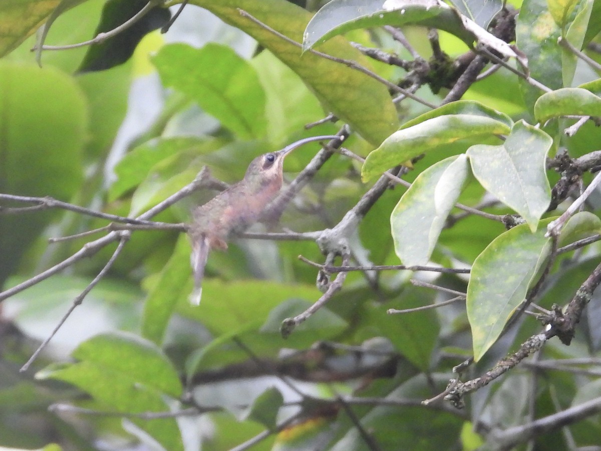 Long-billed Hermit - ML644228616