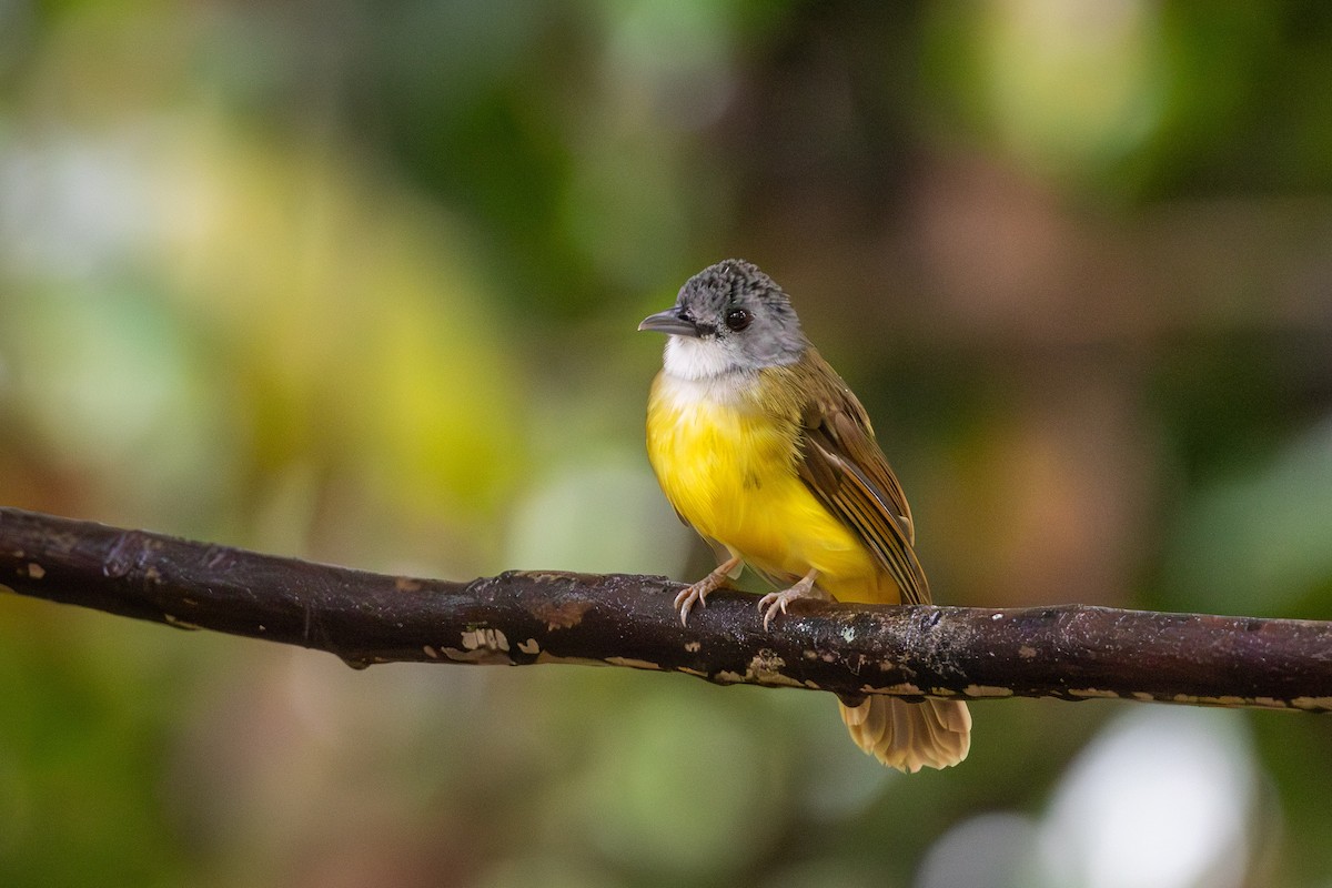 Bulbul Capirotado - ML644228632