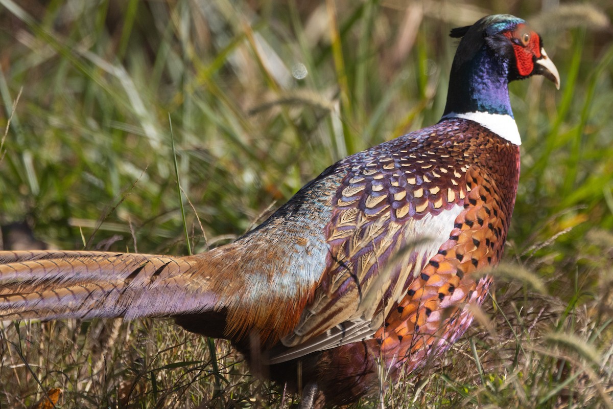 Ring-necked Pheasant - ML644228638