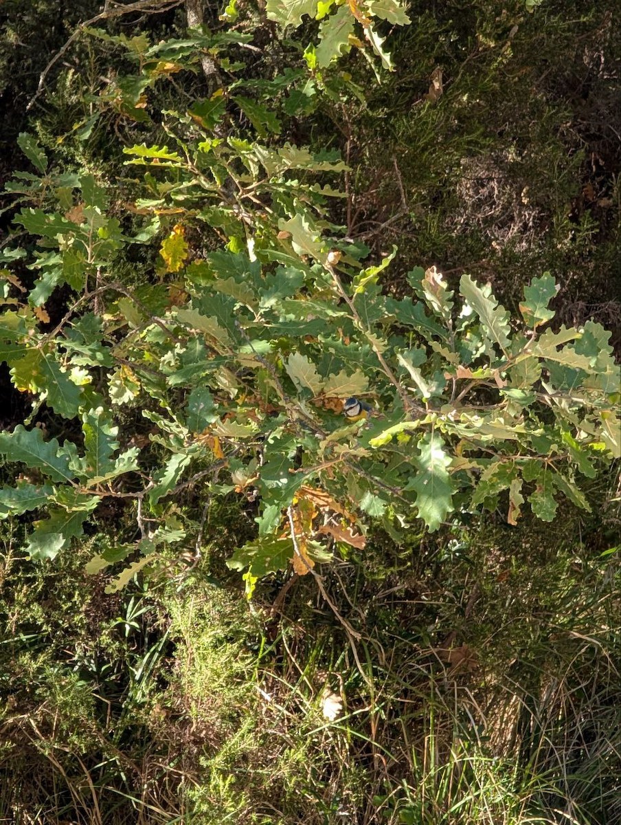 Eurasian Blue Tit - ML644228651