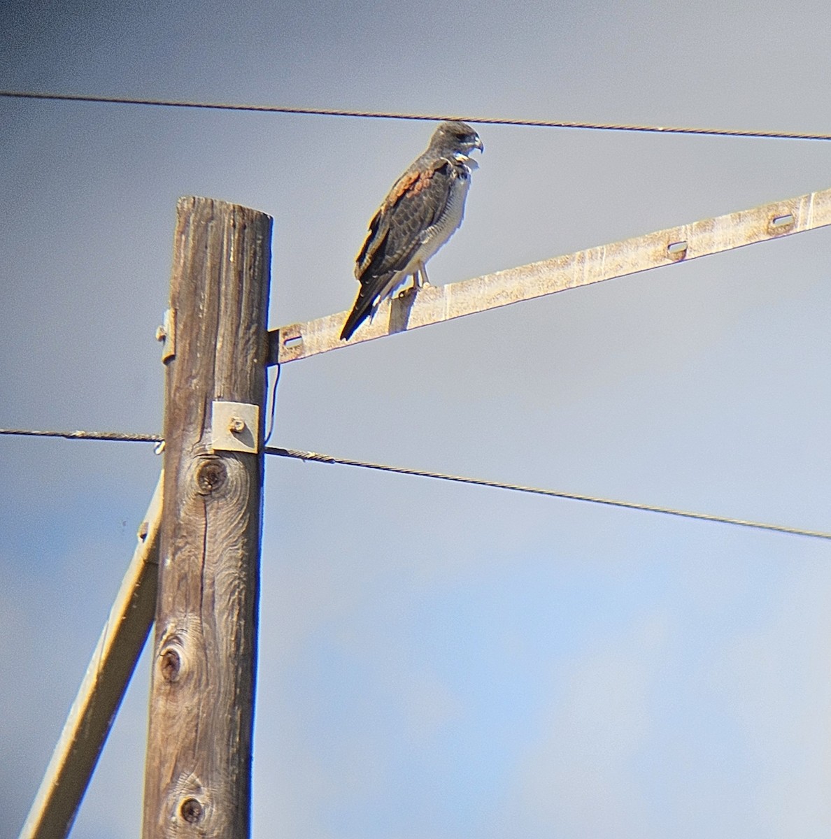 White-tailed Hawk - ML644228664