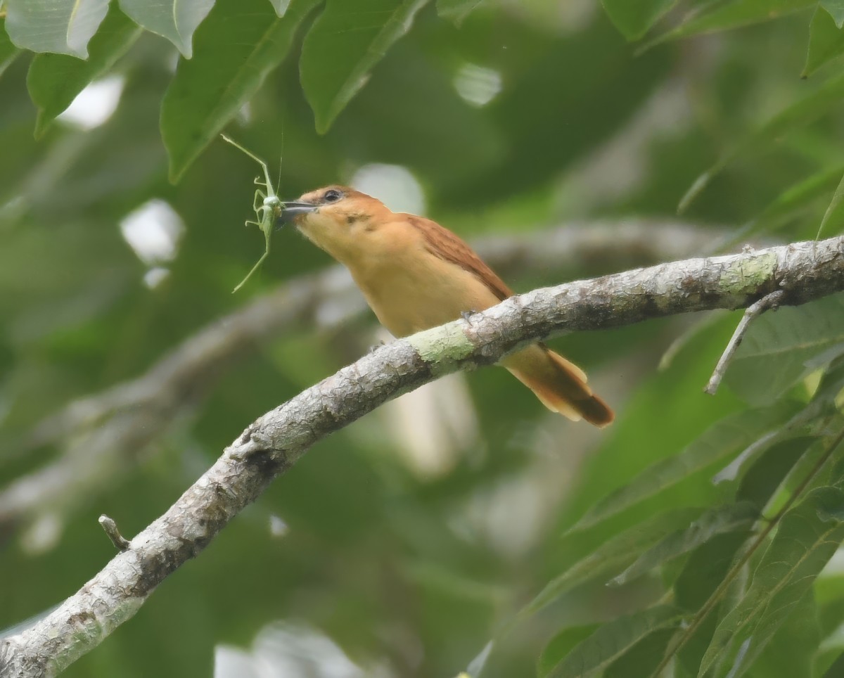Cinnamon Becard - ML644228690