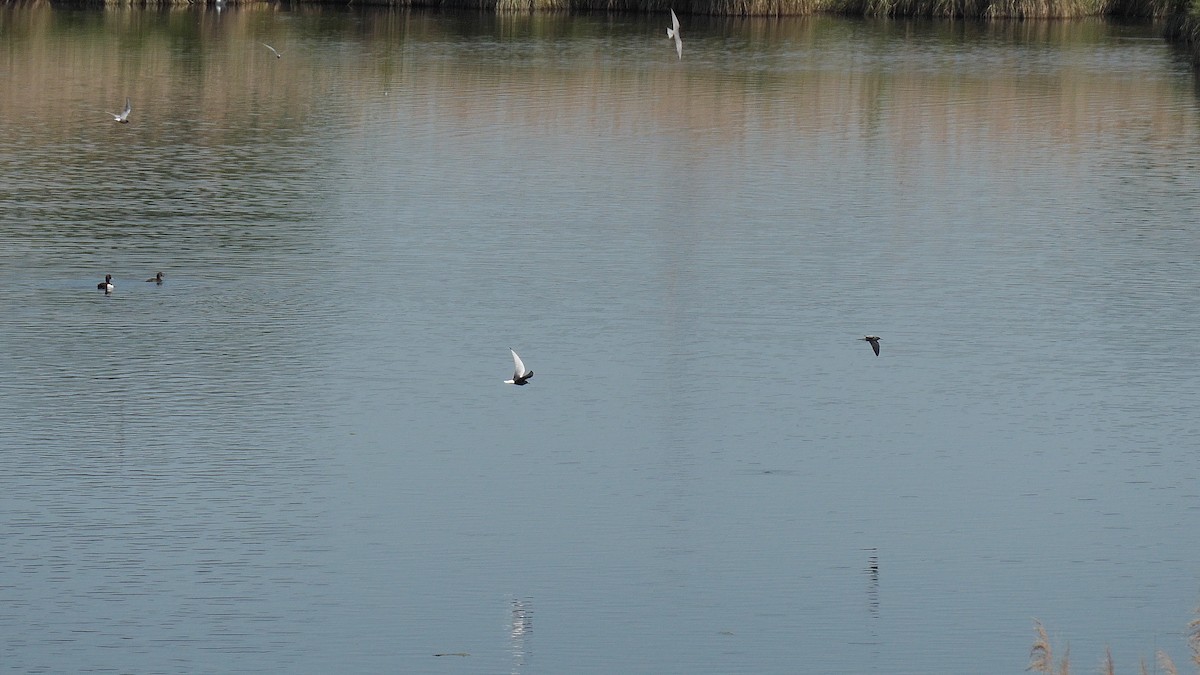 White-winged Tern - ML644228692