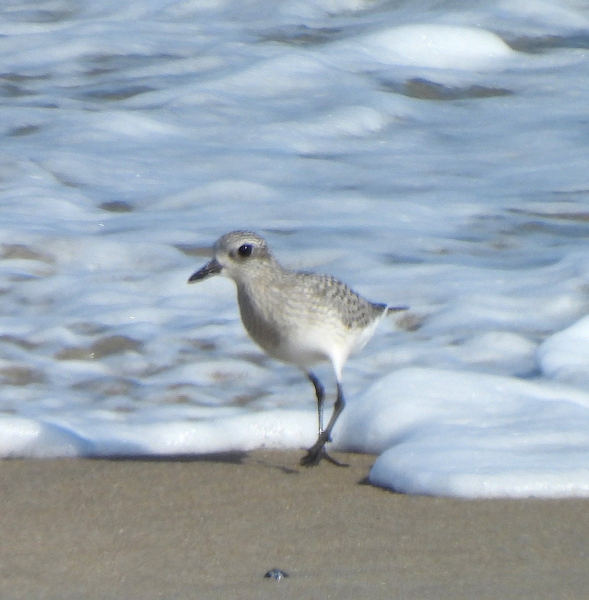 Black-bellied Plover - ML644228693