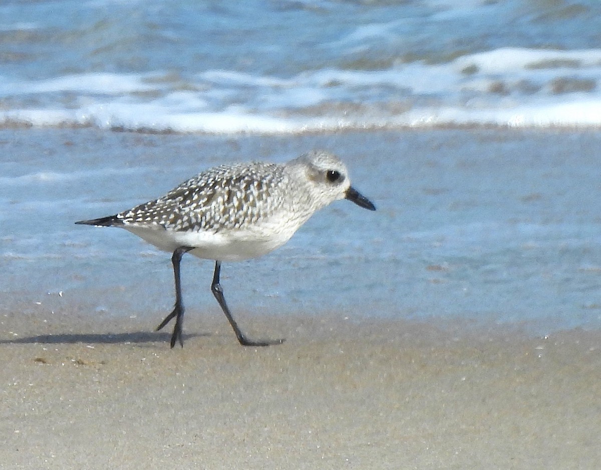 Black-bellied Plover - ML644228694