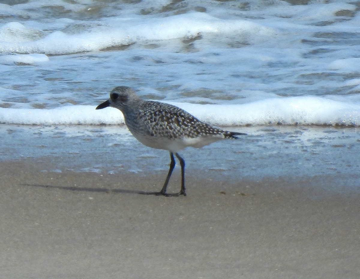 Black-bellied Plover - ML644228695